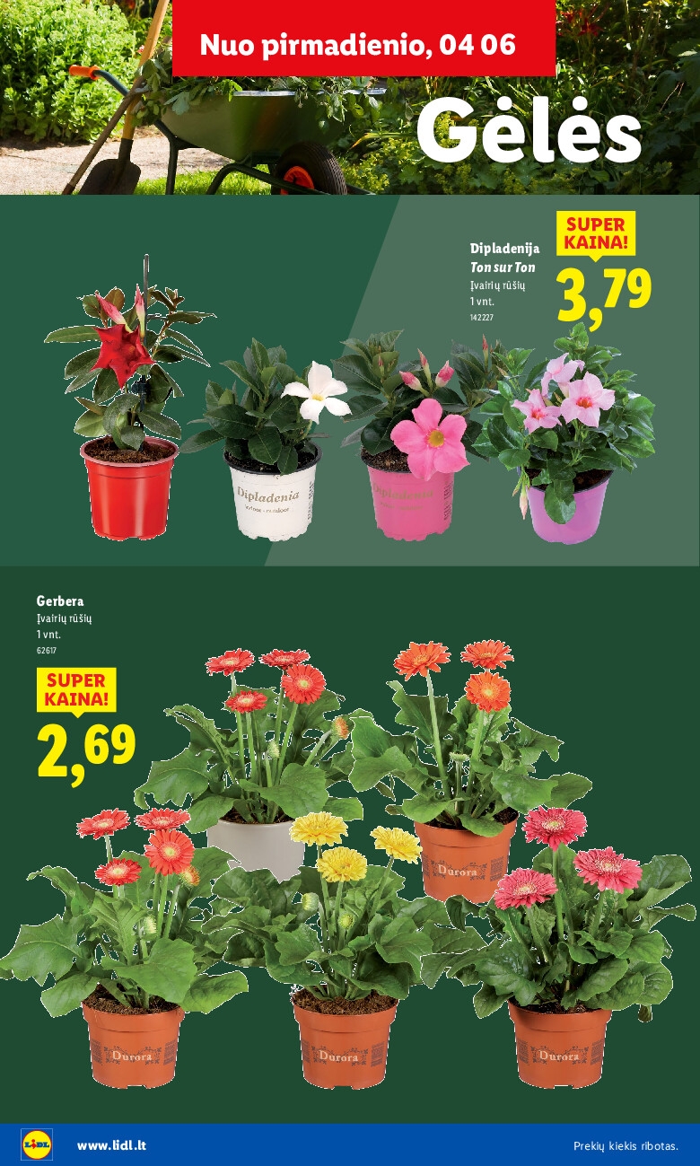 Sodui valio! (2026-02-16 - 2026-06-07) | 14