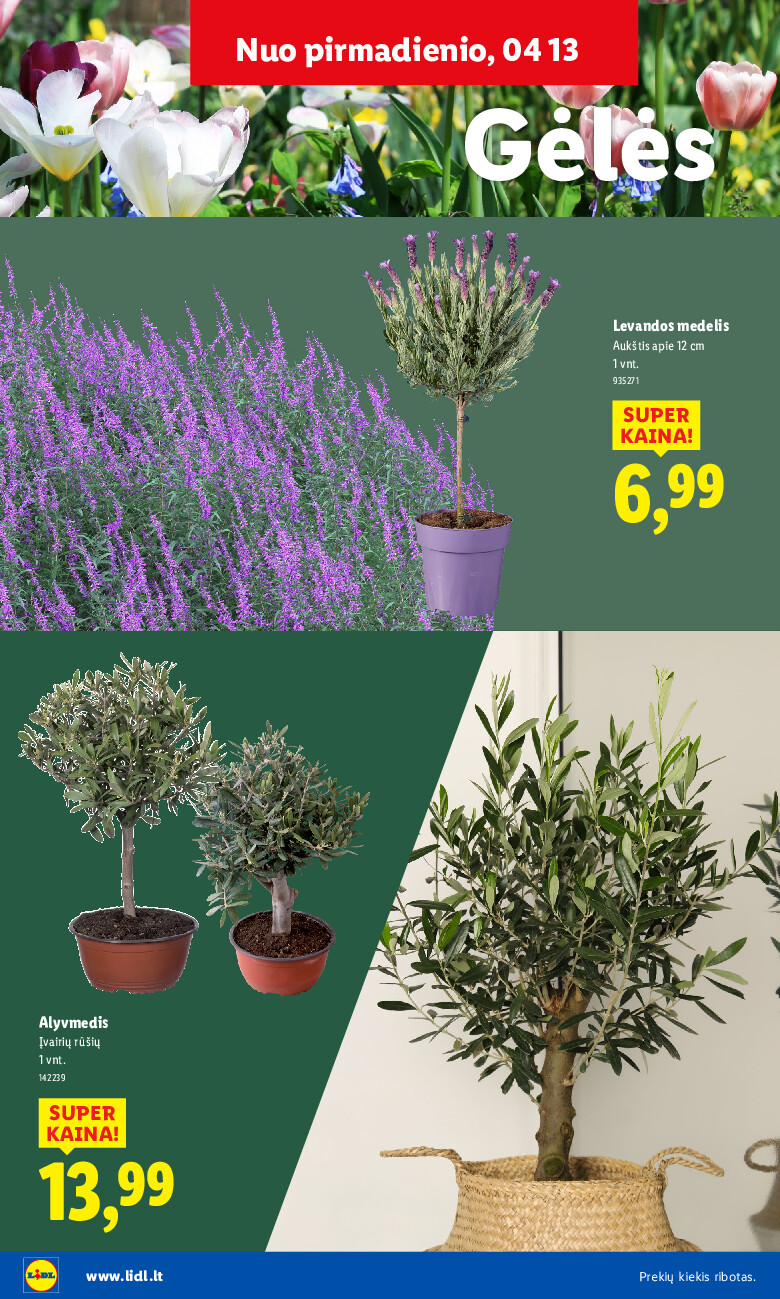 Sodui valio! (2026-02-16 - 2026-06-07) | 22