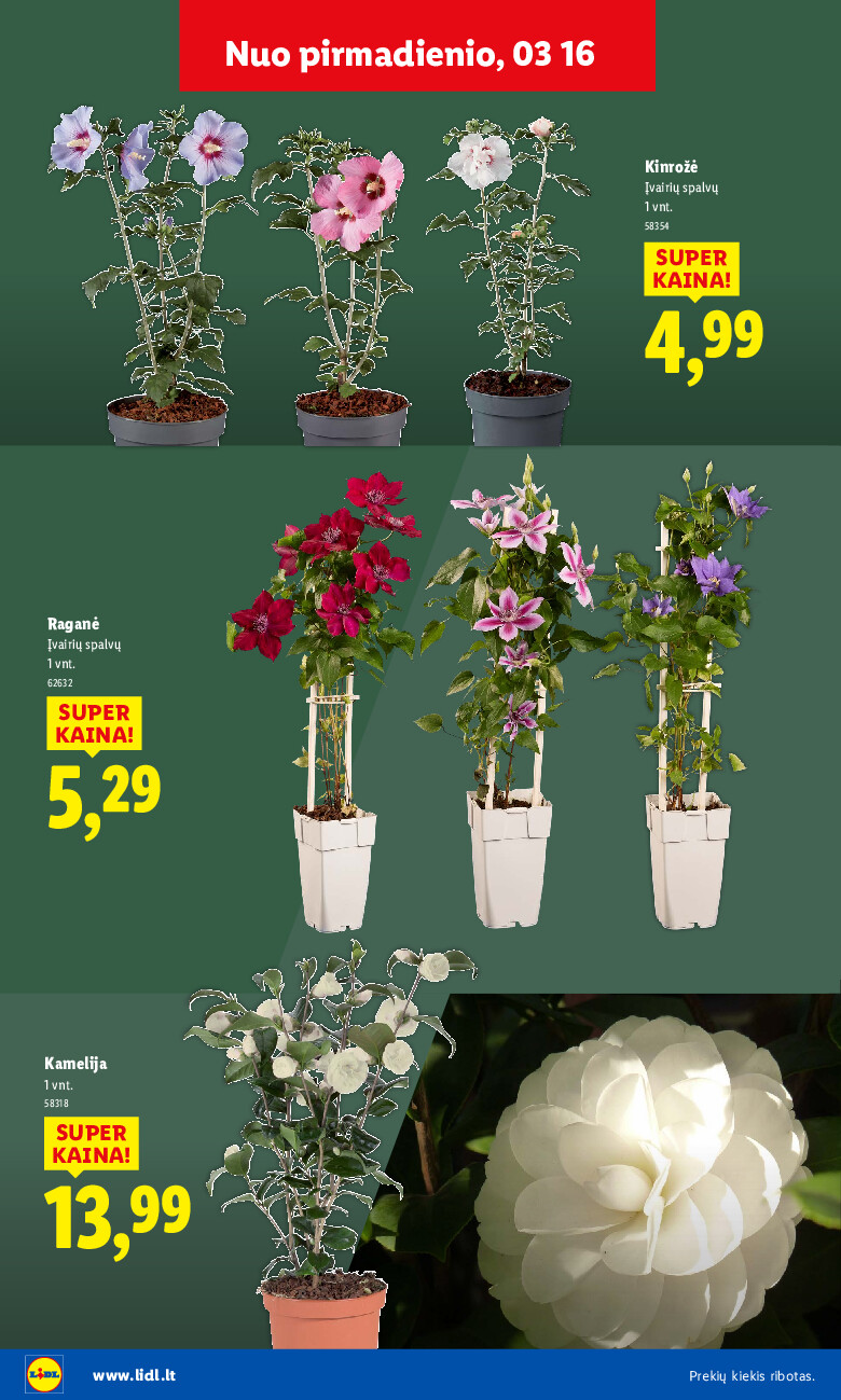 Sodui valio! (2026-02-16 - 2026-03-29) | 20